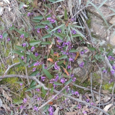 Hardenbergia violacea (False Sarsaparilla) at Conder, ACT - 18 Aug 2014 by MichaelBedingfield