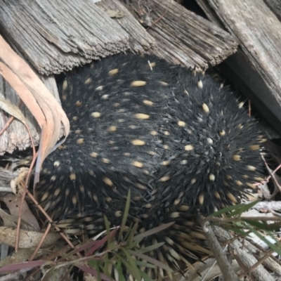 Tachyglossus aculeatus (Short-beaked Echidna) at Captains Flat, NSW - 26 Jul 2019 by acquilkey