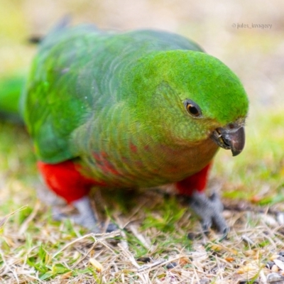 Alisterus scapularis (Australian King-Parrot) at Bald Hills, NSW - 21 Jul 2019 by JulesPhotographer