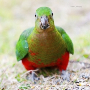 Alisterus scapularis at Bald Hills, NSW - 21 Jul 2019