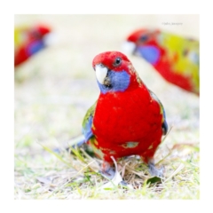 Platycercus elegans (Crimson Rosella) at Bald Hills, NSW - 20 Jul 2019 by JulesPhotographer