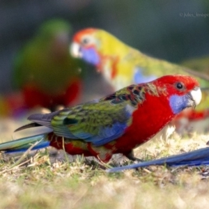 Platycercus elegans at Bald Hills, NSW - 21 Jul 2019