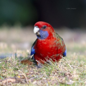 Platycercus elegans at Bald Hills, NSW - 21 Jul 2019