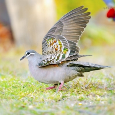 Phaps chalcoptera (Common Bronzewing) at Bald Hills, NSW - 20 Jul 2019 by JulesPhotographer