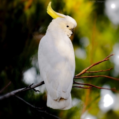 Cacatua galerita (Sulphur-crested Cockatoo) at Bald Hills, NSW - 21 Jul 2019 by JulesPhotographer