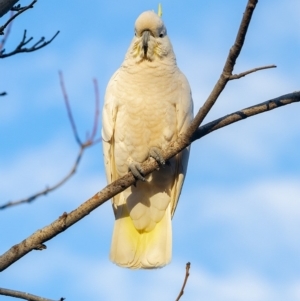 Cacatua galerita at Bald Hills, NSW - 21 Jul 2019 07:10 AM