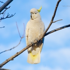 Cacatua galerita at Bald Hills, NSW - 21 Jul 2019 07:10 AM