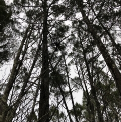 Muellerina bidwillii (Cypress-pine Mistletoe) at Strathnairn, ACT - 26 Jul 2019 by JasonC