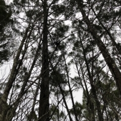 Muellerina bidwillii (Cypress-pine Mistletoe) at Dunlop, ACT - 26 Jul 2019 by JasonC