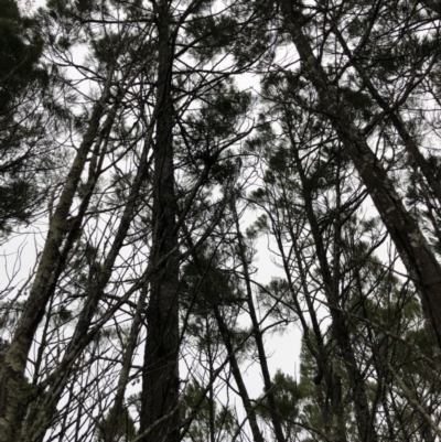 Muellerina bidwillii (Cypress-pine Mistletoe) at Ginninderry Conservation Corridor - 26 Jul 2019 by JasonC
