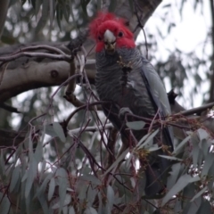 Callocephalon fimbriatum (Gang-gang Cockatoo) at O'Connor, ACT - 26 Jul 2019 by LisaH