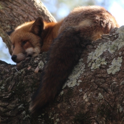 Vulpes vulpes (Red Fox) at Verona, NSW - 24 Jun 2019 by Robert