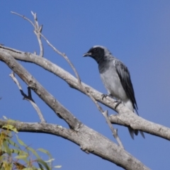 Coracina novaehollandiae (Black-faced Cuckooshrike) at Michelago, NSW - 11 Feb 2014 by Illilanga