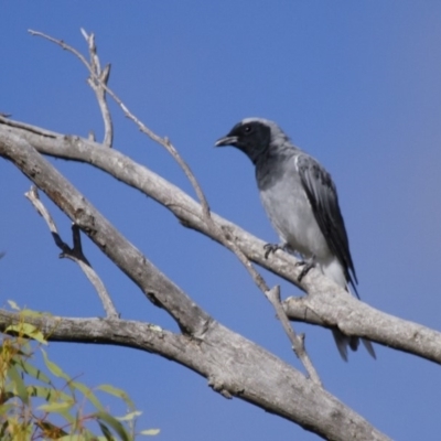 Coracina novaehollandiae (Black-faced Cuckooshrike) at Illilanga & Baroona - 10 Feb 2014 by Illilanga