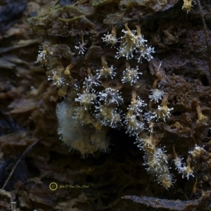 Polycephalomyces tomentosus at Kianga, NSW - 24 Jul 2019 10:49 AM