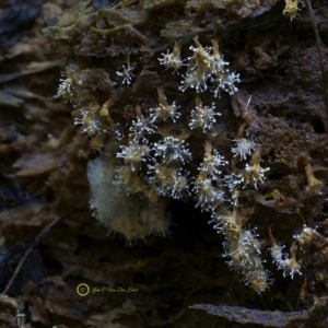 Polycephalomyces tomentosus at Kianga, NSW - 24 Jul 2019
