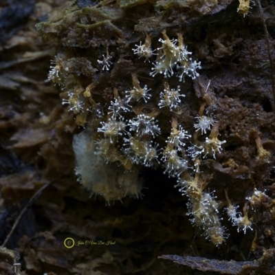 Polycephalomyces tomentosus at Box Cutting Rainforest Walk - 24 Jul 2019 by Teresa