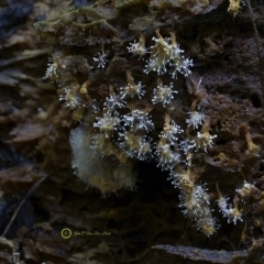 Polycephalomyces tomentosus at Bodalla State Forest - 24 Jul 2019 by Teresa