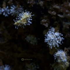 Polycephalomyces tomentosus at Kianga, NSW - 24 Jul 2019 10:49 AM