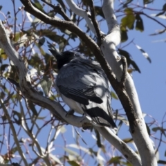 Coracina novaehollandiae (Black-faced Cuckooshrike) at Michelago, NSW - 28 Oct 2018 by Illilanga