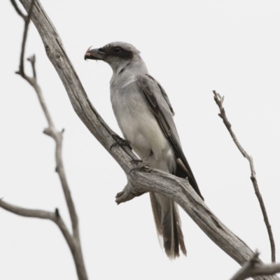 Coracina novaehollandiae (Black-faced Cuckooshrike) at Illilanga & Baroona - 16 Dec 2018 by Illilanga