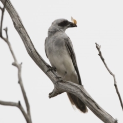 Coracina novaehollandiae at Michelago, NSW - 16 Dec 2018