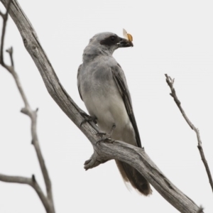 Coracina novaehollandiae at Michelago, NSW - 16 Dec 2018