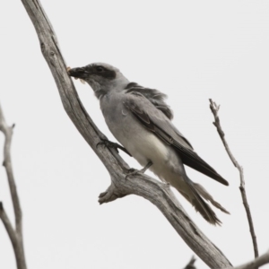 Coracina novaehollandiae at Michelago, NSW - 16 Dec 2018