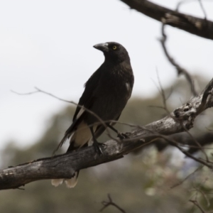 Strepera graculina at Michelago, NSW - 5 Nov 2017 01:00 PM