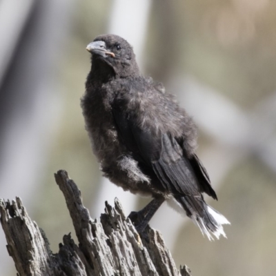 Strepera graculina (Pied Currawong) at Illilanga & Baroona - 22 Dec 2018 by Illilanga