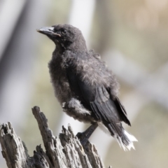 Strepera graculina at Michelago, NSW - 22 Dec 2018