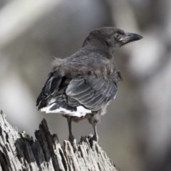 Strepera graculina at Michelago, NSW - 22 Dec 2018