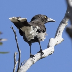 Strepera graculina at Michelago, NSW - 22 Dec 2018