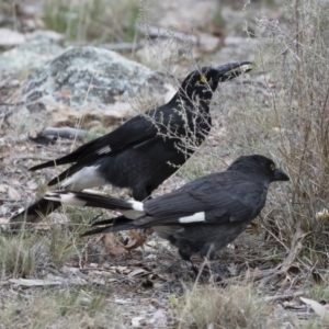 Strepera graculina at Michelago, NSW - 8 Nov 2018