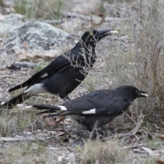 Strepera graculina at Michelago, NSW - 8 Nov 2018