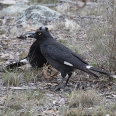 Strepera graculina at Michelago, NSW - 8 Nov 2018