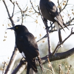 Strepera graculina (Pied Currawong) at Illilanga & Baroona - 27 Sep 2014 by Illilanga