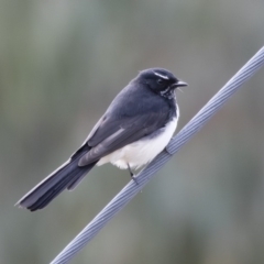 Rhipidura leucophrys (Willie Wagtail) at Illilanga & Baroona - 22 Mar 2019 by Illilanga