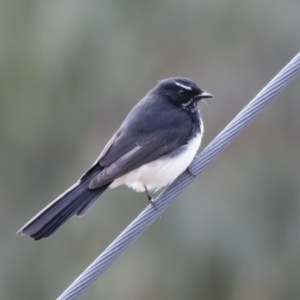 Rhipidura leucophrys at Michelago, NSW - 22 Mar 2019