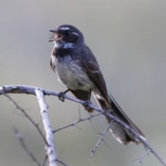 Rhipidura albiscapa (Grey Fantail) at Illilanga & Baroona - 31 Dec 2014 by Illilanga