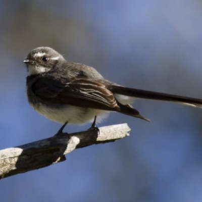 Rhipidura albiscapa (Grey Fantail) at Illilanga & Baroona - 1 Nov 2014 by Illilanga