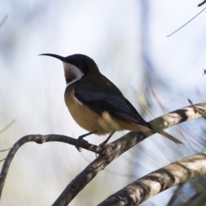 Acanthorhynchus tenuirostris at Michelago, NSW - 29 Apr 2019 09:05 AM