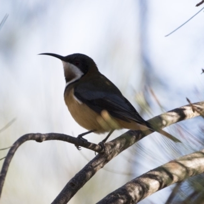 Acanthorhynchus tenuirostris (Eastern Spinebill) at Michelago, NSW - 28 Apr 2019 by Illilanga