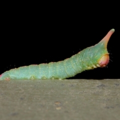 Plesanemma fucata (Lemon Gum Moth) at Hackett, ACT - 26 Jul 2019 by TimL