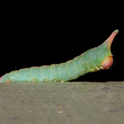 Plesanemma fucata (Lemon Gum Moth) at Hackett, ACT - 25 Jul 2019 by TimL