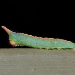 Plesanemma fucata at Hackett, ACT - 26 Jul 2019 09:45 AM