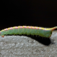 Plesanemma fucata at Hackett, ACT - 26 Jul 2019 09:45 AM