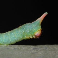 Plesanemma fucata at Hackett, ACT - 26 Jul 2019 09:45 AM