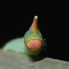 Plesanemma fucata at Hackett, ACT - 26 Jul 2019 09:45 AM