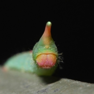 Plesanemma fucata at Hackett, ACT - 26 Jul 2019 09:45 AM